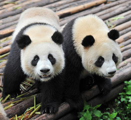 Two cute giant panda bears