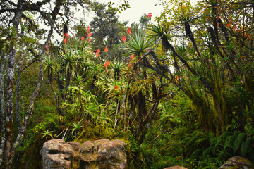 Afrykańska dżungla w Republice Południowej Afryki - obrazy, fototapety, plakaty