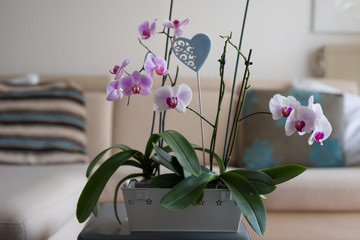 orchid plant with flowers in a modern apartment living room