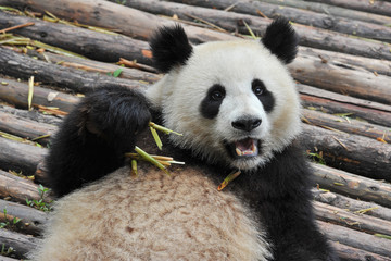 Cute giant panda bear eating bamboo