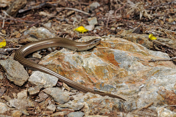 Western three-toed skink / Westliche Erzschleiche (Chalcides striatus), Spain / Spanien