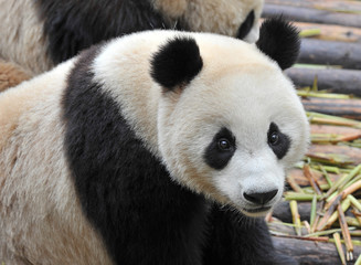 Cute giant panda bear