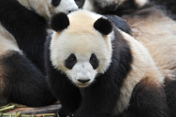Fototapeta premium Cute giant panda bear