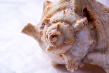 Close-up fragment of old seashell. Space for lettering or design. Selective focus