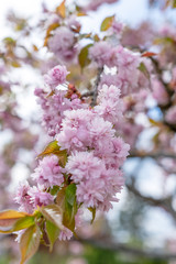 Kirschblühten, Frühling
