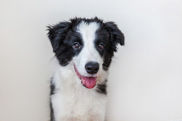Obraz na płótnie Canvas Funny studio portrait of cute smilling puppy dog border collie isolated on white background. New lovely member of family little dog gazing and waiting for reward. Pet care and animals concept.