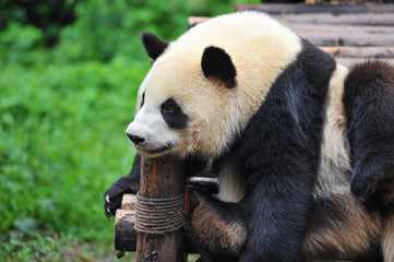 Cute giant panda bear