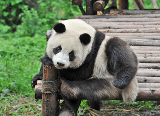 Cute giant panda bear