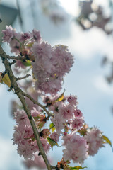 Kirschblühten, Frühling