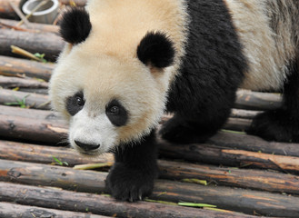 Cute giant panda bear