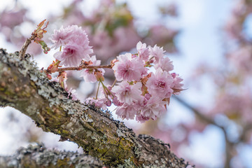 Kirschblühten, Frühling
