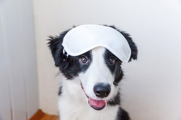 Do not disturb me, let me sleep. Funny cute smilling puppy dog border collie with sleeping eye mask at home indoor background. Rest, good night, siesta, insomnia, relaxation, tired, travel concept.