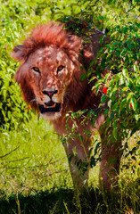 Lion in Masai Mara