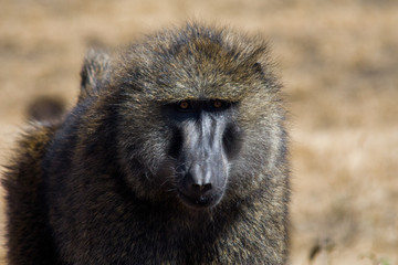 Baboon in Masai Mara