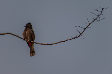 red tailed nightingale