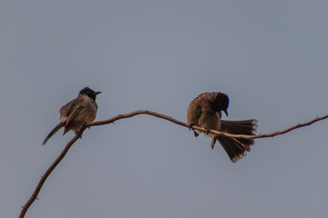 A nightangle bird couple on a branch