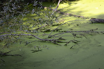 Light green Lemna minor on water with late summer scenery