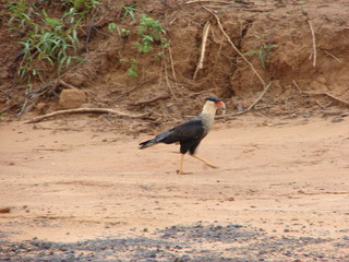 El Gavilán Caricari