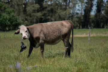 Photography cows in rural field.