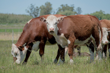 Fototapeta na wymiar Photography cows in rural field.