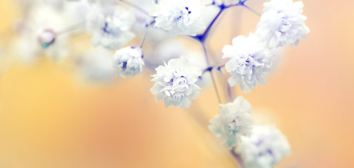 Soft focus white flower. Blur nature horizontal background.