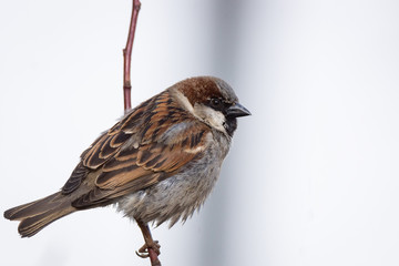 Sparrow on the tree