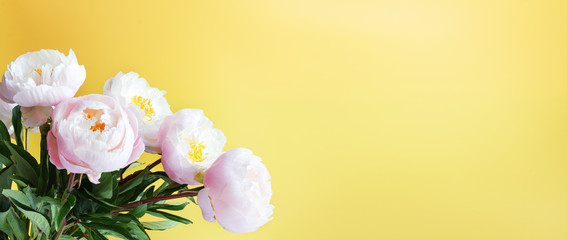 banner with white peonies on a yellow background with copy space