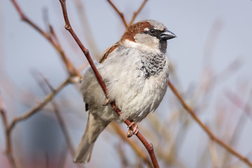 Sparrow on the tree