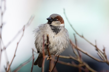 Sparrow on the tree