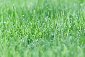 Fresh green grass. Lawn in the yard.