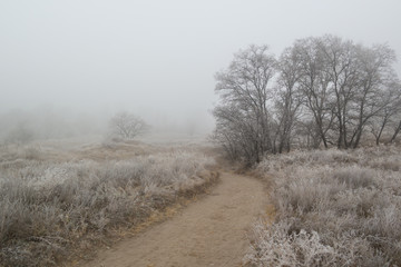Obraz na płótnie Canvas foggy road in the frosty forest
