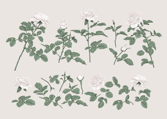 Set with white roses. Botanical vector illustration.Pastel colors.