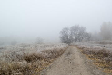 Obraz na płótnie Canvas foggy road in the frosty forest