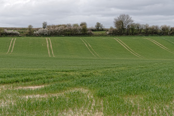 Traces d'engin agricole et culture dans les champs dans le Pas-de-Calais - France