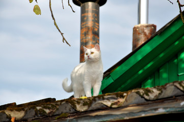 A white cat walks along the roof and looks up at a branch of an apple tree. A white cat walks on...