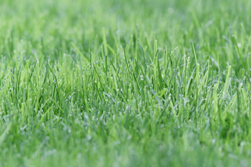 Fresh green grass. Lawn in the yard.