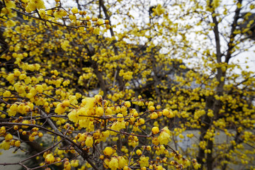 大蓮寺の蝋梅の花