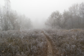 misty morning in the frosted forest