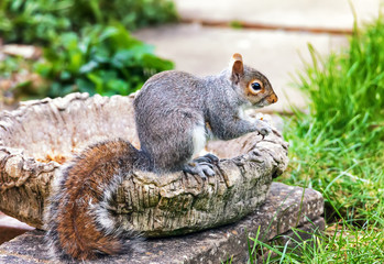Close up photo of a Grey Squirrel in garden. Selective focus