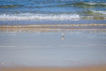 Un bécasseau Sanderling esseulé sur la plage en soirée