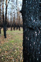 Black charred pine tree against the burned forest.