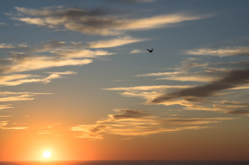 Fototapeta na wymiar Oiseau dans le coucher de soleil sur l'océan