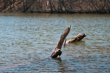 dead tree branch in the water