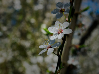 Białe kwiaty na gałęzi - motyw wiosenny © Ola i Eryk
