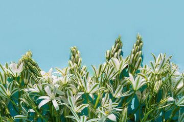 Ornithogalum magnum flowers on aqua background 