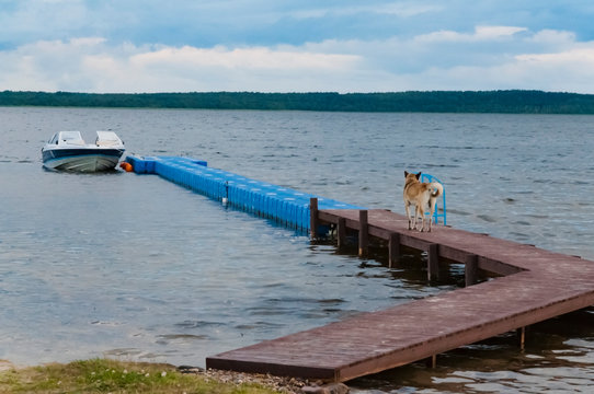 Lonely dog ​​runs on a wooden pier to an empty fishing boat on a lake