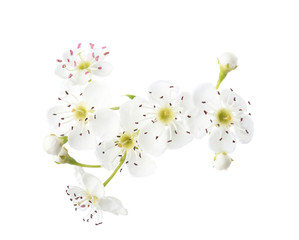  White flowers of Hawthorn (May-tree)isolated on white background. Close-up.