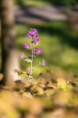 Schöne Blume steht alleine im Wald Nahaufnahme
