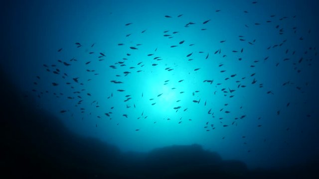 underwater fish scenery with sun beams rays and sunshine pcean scenery