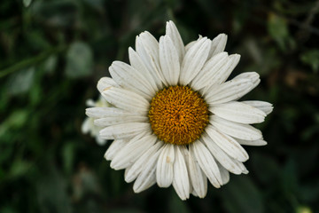Obraz premium Closeup view of white daisy in the garden during summer season